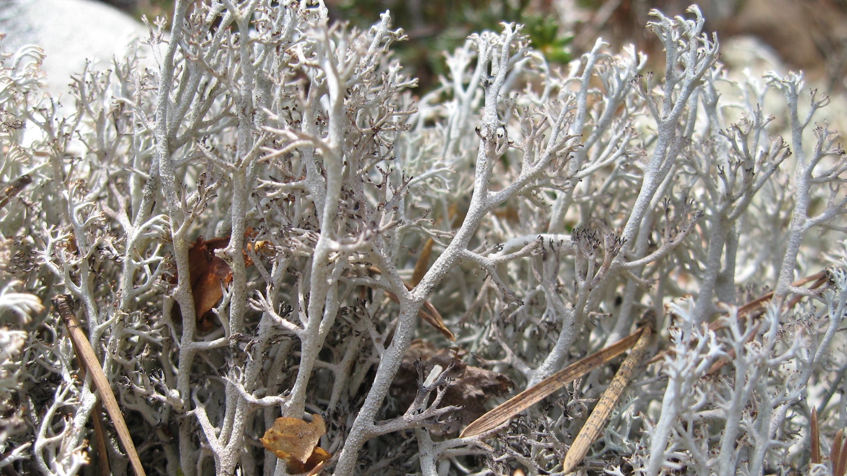 171: Reindeer Lichen – Fungus Fact Friday